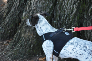 BnB-adoptable dog