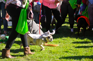 BnB-elephant pug