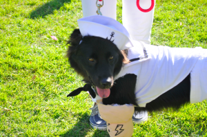 BnB-popeye dog