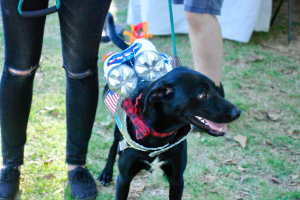 BnB-rocket dog
