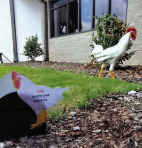 Madison Senior Center welcomes stray rooster and names him ‘Cluck Norris’
