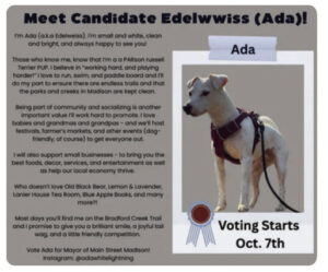 Vote now for Madison’s first “Pup Mayor” election