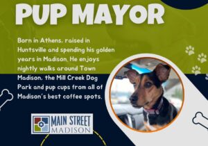 Main Street Madison elects first-ever “Pup Mayor”