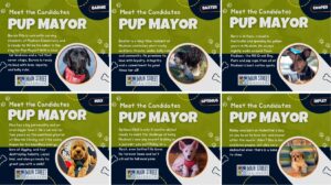 Six finalists competing to see who will become Madison’s first “Pup Mayor”