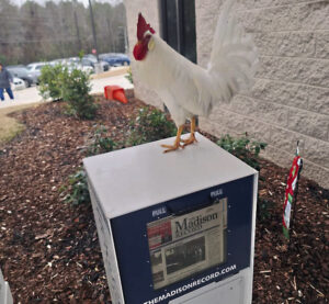 ‘Cluck Norris’ feathers his nest as popular mascot at senior center