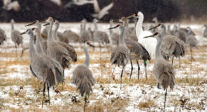 Annual Festival of the Cranes set to return this weekend with special additions, free day at Cook Museum of Natural Science
