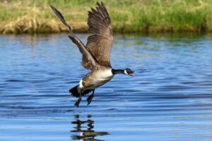 Edgewater HOA reverses previous action regarding goose management