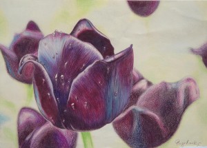 Paige Koesters used color pencil to draw the lifelike tulips. (CONTRIBUTED) 