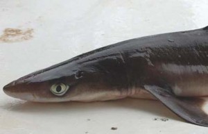 A dogfish shark (CONTRIBUTED) 
