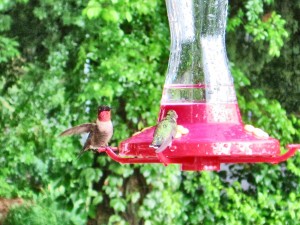 Thousands of hummingbirds flock to Sandy and Melissa Kirkindall's home each year. (CONTRIBUTED) 