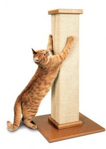 A cat-scratching post/toohbrusher was one design in West Madison's Invention Convention. (CONTRIBUTED)  
