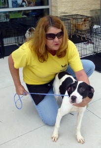 MARF founder Miki Bennett shows a dog at an 'adoption day,' held on Saturdays at PetCo. (CONTRIBUTED)