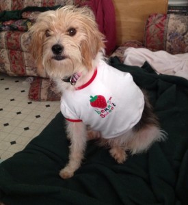 Beatrice wears T-shirts instead of an unwieldy cone as stitches heal from her surgeries. (CONTRIBUTED) 