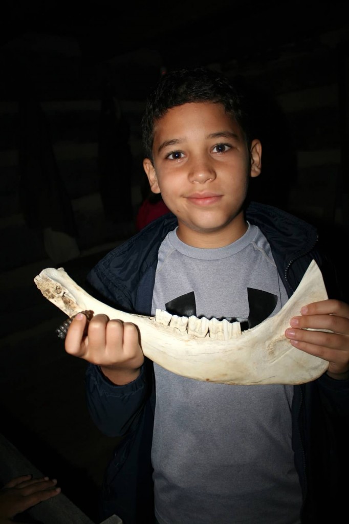 Marwan El-Sotouhy inspects a moose jawbone in one of the exhibits at the International Heritage Festival. (CONTRIBUTED)
