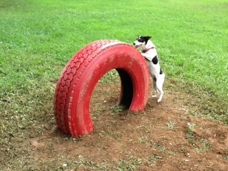 For his Eagle Scout project, Jack Tamas installed agility equipment, like this tire tunnel at Madison Dog Park. (CONTRIBUTED) 