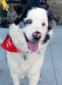 Daisy is a 10-year-old Australian shepherd, who is blind due to cataracts. (CONTRIBUTED) 