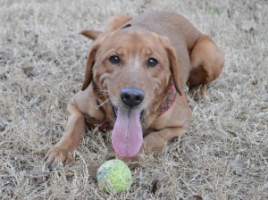 Eight-year-old Holly is a retriever mix and gladly serves as Daisy's seeing-eye dog. (CONTRIBUTED) 
