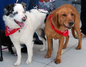 Holly and Daisy need a new home. Their owner recently died. (CONTRIBUTED) 