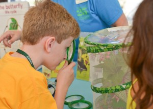A boy uses a magnifying glass to closely inspect a plant's leaves in the Children's Area at the Madison Street Festival. (CONTRIBUTED) 