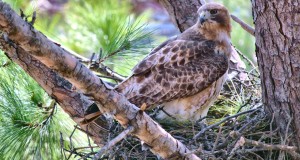 This magnificent red-tailed hawk is one of a pair that is nesting at the downtown Huntsville library. (Contributed/Huntsville-Madison County Public Library)