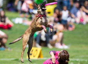 Madison Disc Dog Days will be held on May 9-10 at Dublin Park. (CONTRIBUTED) 