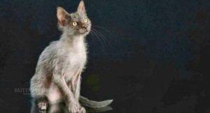 The Lykoi, or werewolf cat, will be the featured guest at the Championship and Household Pet Cat Show, sponsored by North Alabama Feline Fanciers, at the Jaycees' Building on June 13-14. (CONTRIBUTED) 