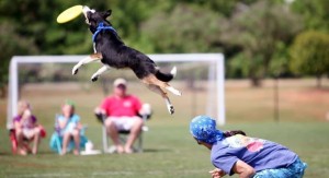 This high-jumping dog competed at Disc Dog Days at Dublin Park in Madison. Madison Animal Rescue Foundation received event proceeds. (CONTRIBUTED) 