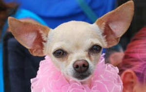 "Pints for Paws" at Blue Pants Brewery on Sept. 12 will raise funds for Madison Animal Rescue Foundation (MARF). In the photo, Bristol, a female Chihuahua, currently is available for adoption from MARF. (CONTRIBUTED) 