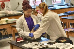 For the 2016-2017 school year, Madison students will have access to new science textbooks, like these students in science lab who are dissecting a pig. CONTRIBUTED