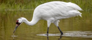 The endangered whooping crane will spend the winter in North Alabama, especially Wheeler Wildlife Refuge. CONTRIBUTED