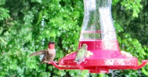 "Landscaping to Attract Hummingbirds" will be the topic of one Lunch 'n Learn Workshop, sponsored by Master Gardeners of North Alabama. CONTRIBUTED