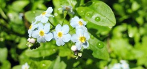 The Forget-Me-Not plant is often used to symbolize the struggle with Alzheimer's disease. (CONTRIBUTED
