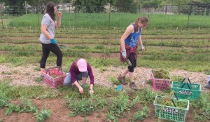 Madison students weed and spade CASA’s Community Garden off Bob Wallace Ave. in Huntsville. CONTRIBUTED