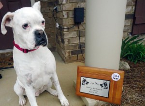 Rose, a snow-white boxer, admires her "Top Dog" plaque, which she won at Art 4 Paws in 2014. RECORD PHOTOS/GREGG PARKER