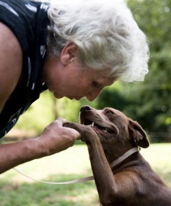 2nd Chance Animal Sanctuary owner Sandra Shaffer reaches out to shake KoKo's paw. KoKo is a chocolate lab mix awaiting adoption. (Reporter Photo/Keith McCoy)